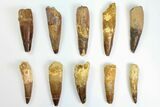 Lot: to Bargain Spinosaurus Teeth - Pieces #141493-1